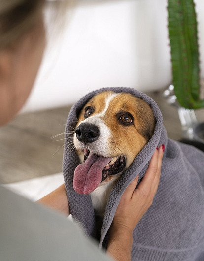 Не только из-за блох: почему собака себя грызет и расчесывает до крови (когда бить тревогу)