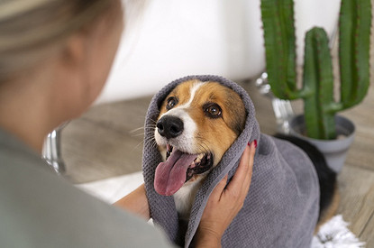 Не только из-за блох: почему собака себя грызет и расчесывает до крови (когда бить тревогу)