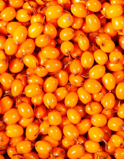 Русский суперфуд: 4 причины, почему косметологи так любят облепиху