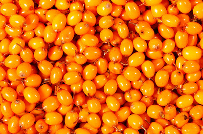 Русский суперфуд: 4 причины, почему косметологи так любят облепиху