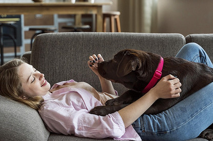 4 уловки зоомошенников: как не попасть в ловушку из-за любви к животным