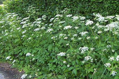Такая полезная трава: сныть — польза и вред для человека, а также 4 способа использования в пищу