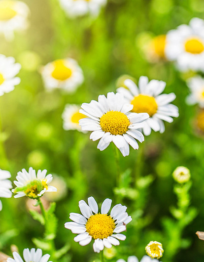 Макушка лета: гороскоп для всех знаков зодиака с 10 по 16 июля