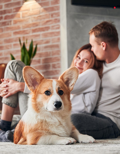 Как назвать собаку-девочку: 200+ оригинальных кличек