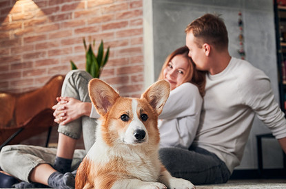 Как назвать собаку-девочку: 200+ оригинальных кличек