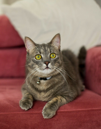 Довольны и хозяева, и питомцы: как организовать пространство в доме, если у тебя есть животные