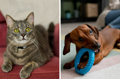 Довольны и хозяева, и питомцы: как организовать пространство в доме, если у тебя есть животные