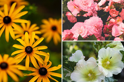 Оформляем клумбу растениями, которые будут цвести почти до зимы