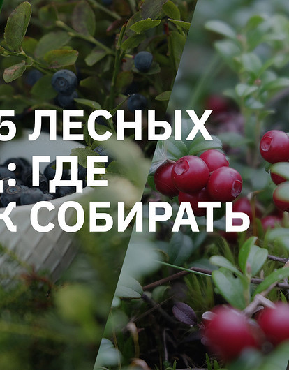 Топ-5 самых полезных и вкусных лесных ягод: где искать и как быстро собрать
