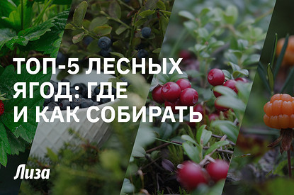 Топ-5 самых полезных и вкусных лесных ягод: где искать и как быстро собрать