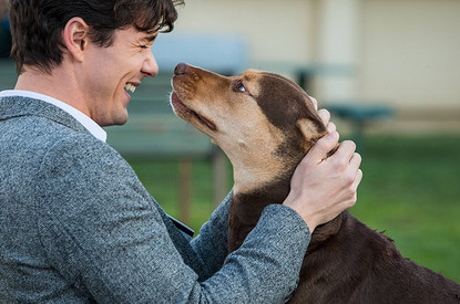 Что делать, если пропала собака: 3 важных шага в первые часы самостоятельных поисков