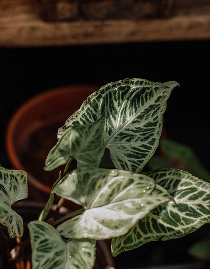 Цветы, которые можно не поливать в отпуске