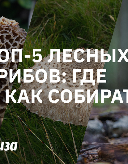Все в лес! Где, когда и как собирать грибы