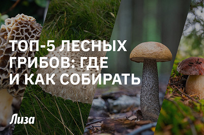 Все в лес! Где, когда и как собирать грибы