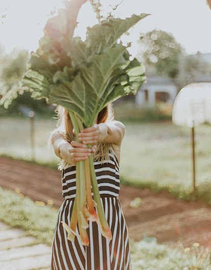 12 правил, как собрать урожай овощей и фруктов максимально эффективно