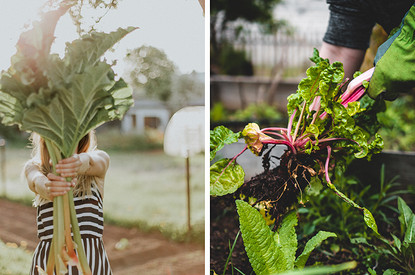 12 правил, как собрать урожай овощей и фруктов максимально эффективно