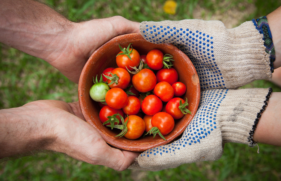 12 правил, как собрать урожай овощей и фруктов максимально эффективно