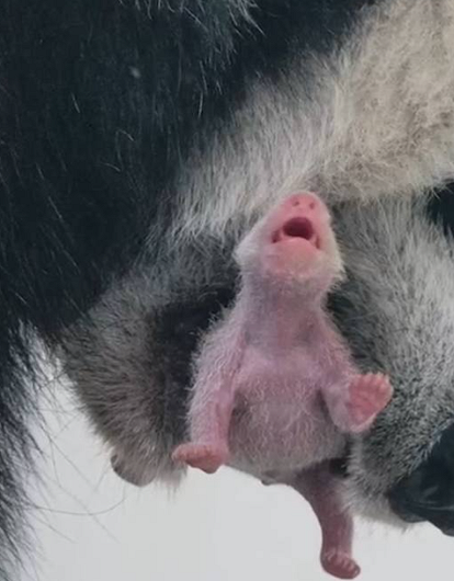 В Московском зоопарке впервые в истории России родился детеныш большой панды