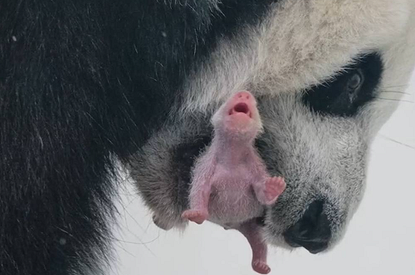 В Московском зоопарке впервые в истории России родился детеныш большой панды