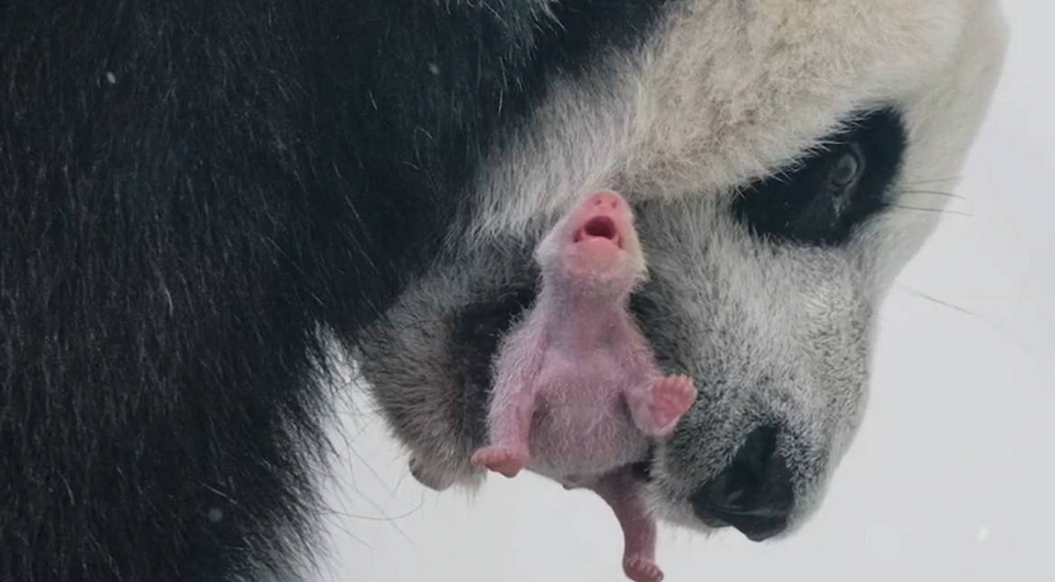 В Московском зоопарке впервые в истории России родился детеныш большой панды