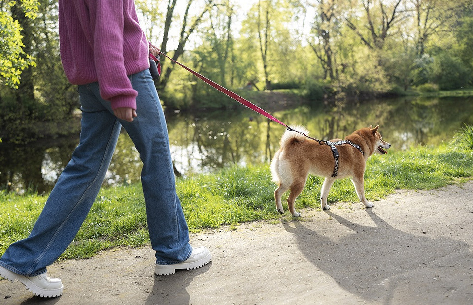 Как правильно выгуливать собаку: 4 совета, которые спасут от штрафов в 2023 году
