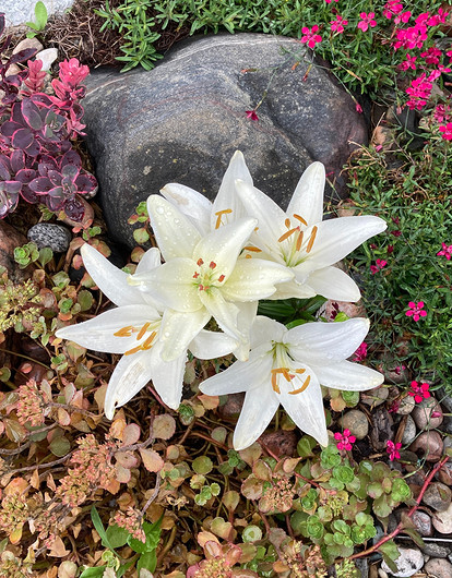 Уголок покоя и безмятежности: как создать сад камней на даче