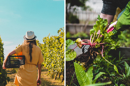 10 важных дел, которые нужно успеть сделать на даче до конца лета