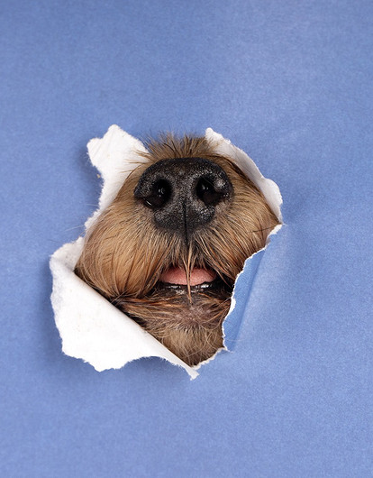 6 ситуаций, когда точно не стоит заводить собаку