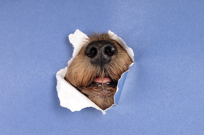 6 ситуаций, когда точно не стоит заводить собаку