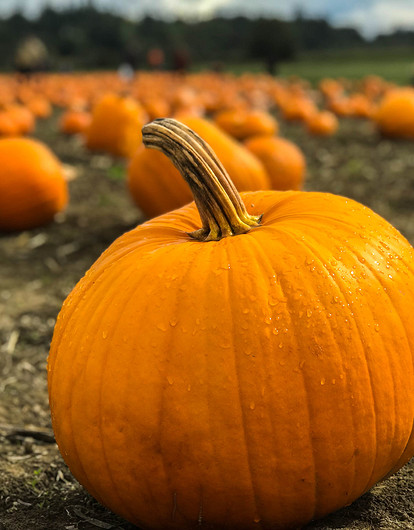 Польза и вред тыквы + 10 вкусных рецептов