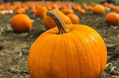 Польза и вред тыквы + 10 вкусных рецептов