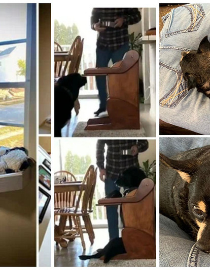 Стул для еды, палатка и библиотека палочек: 10 полезных и смешных приспособлений для собак и кошек