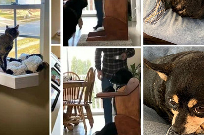 Стул для еды, палатка и библиотека палочек: 10 полезных и смешных приспособлений для собак и кошек