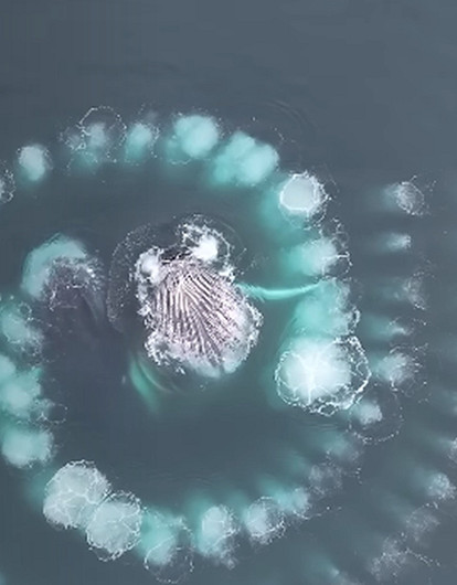 Киты начертили идеальную спираль Фибоначчи. Фотографу удалось это заснять