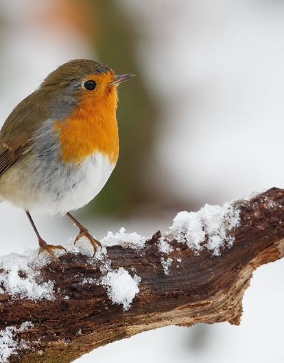 Птица ударилась в окно: приметы и самые интересные толкования