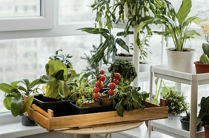 Огород на подоконнике в январе и феврале: выращиваем живые витамины