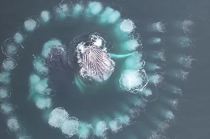 Киты начертили идеальную спираль Фибоначчи. Фотографу удалось это заснять