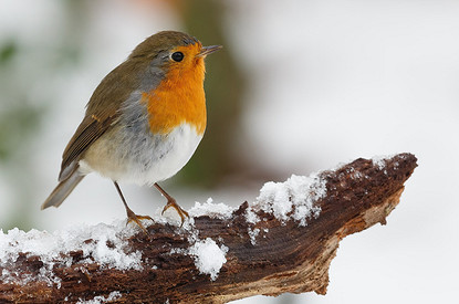 Птица ударилась в окно: приметы и самые интересные толкования