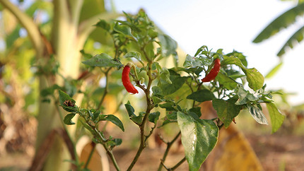Огород на подоконнике в январе и феврале: выращиваем живые витамины