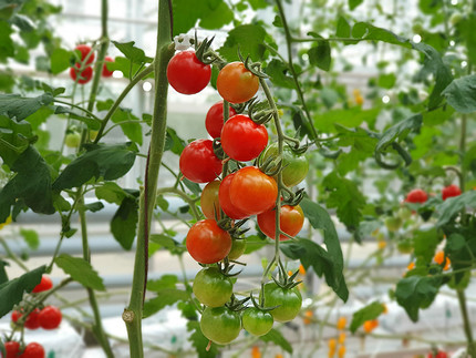 Огород на подоконнике в январе и феврале: выращиваем живые витамины