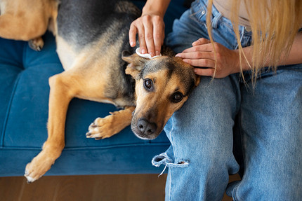 7 признаков того, что твоя собака болеет: как не пропустить первые симптомы
