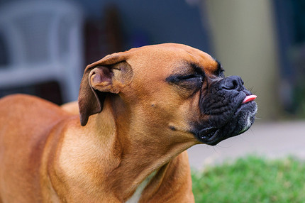 7 признаков того, что твоя собака болеет: как не пропустить первые симптомы