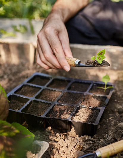Что сажать на рассаду в феврале и марте: список растений и советы по уходу