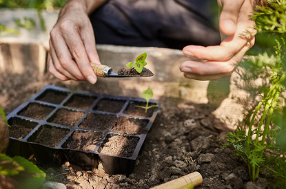 Что сажать на рассаду в феврале и марте: список растений и советы по уходу