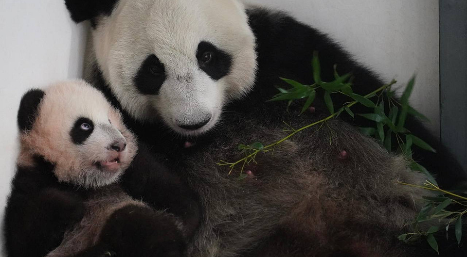 Самое милое видео дня: Московский зоопарк показал подросшую панду Катюшу