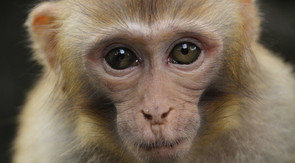 Китайские ученые впервые успешно клонировали обезьяну