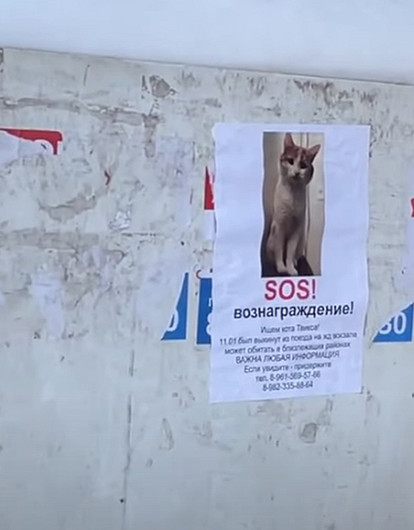 Проводница выкинула кота Твикса из поезда на мороз, пока его хозяин спал. Животное ищут неделю