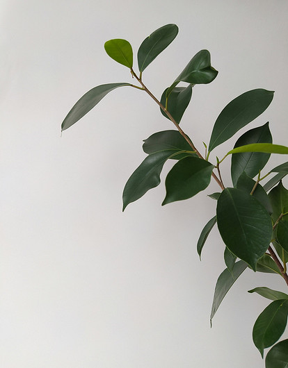 Фикус в доме: приметы и суеверия об этом цветке