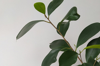 Фикус в доме: приметы и суеверия об этом цветке