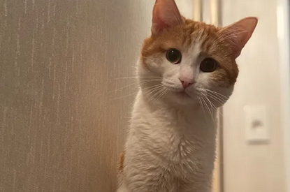 Появилась петиция против проводницы, выкинувшей кота Твикса. Авторы выдвинули два требования